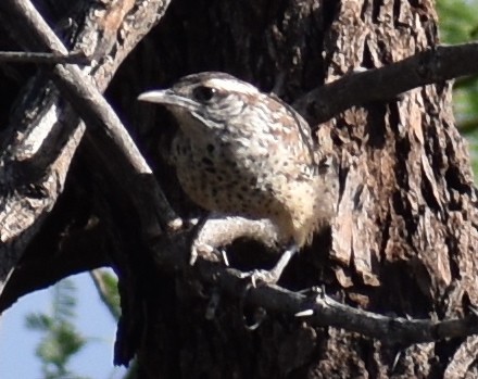 Cactus Wren - ML113375531