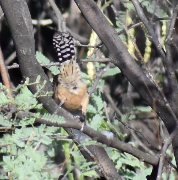 Cactus Wren - ML113375621