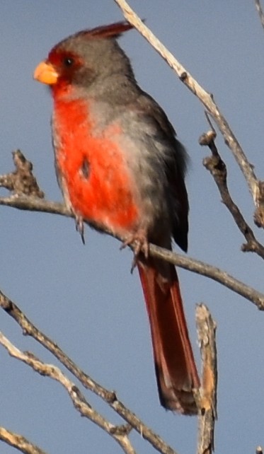Pyrrhuloxia - ML113375771