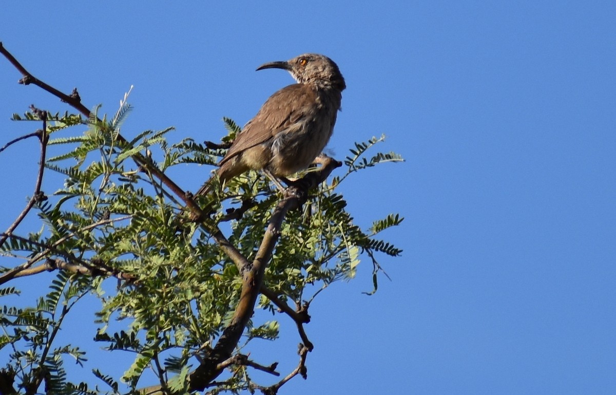 Curve-billed Thrasher - ML113375851