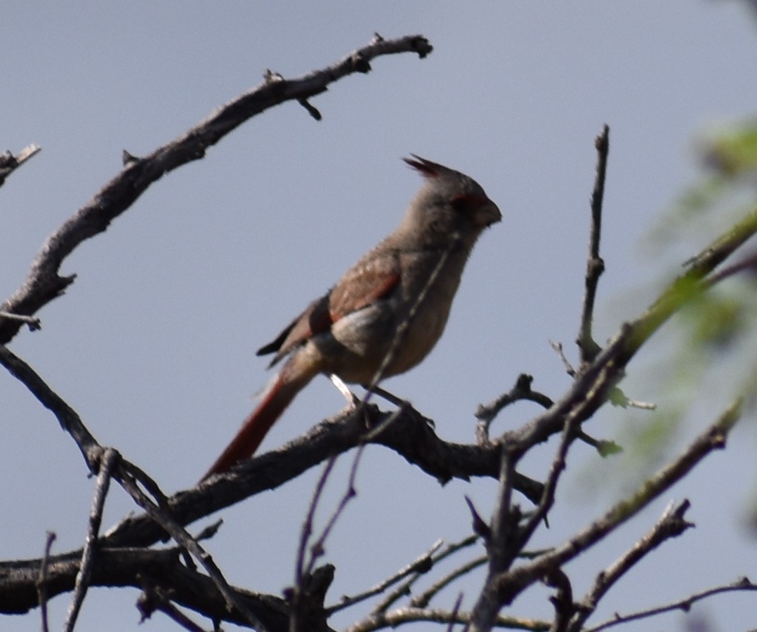 Pyrrhuloxia - ML113375861