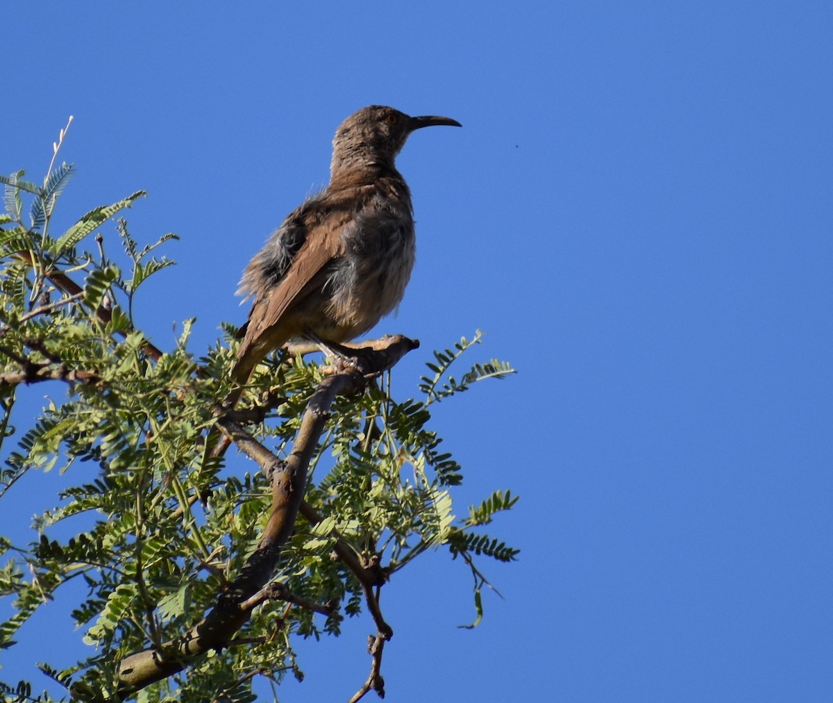 Curve-billed Thrasher - ML113376011