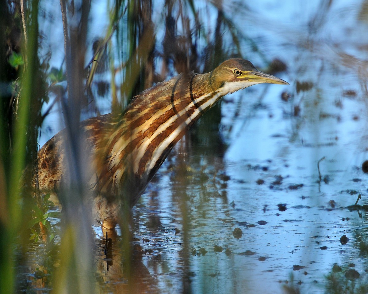 American Bittern - ML113376051