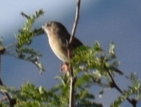 Grace's Warbler - ML113376451