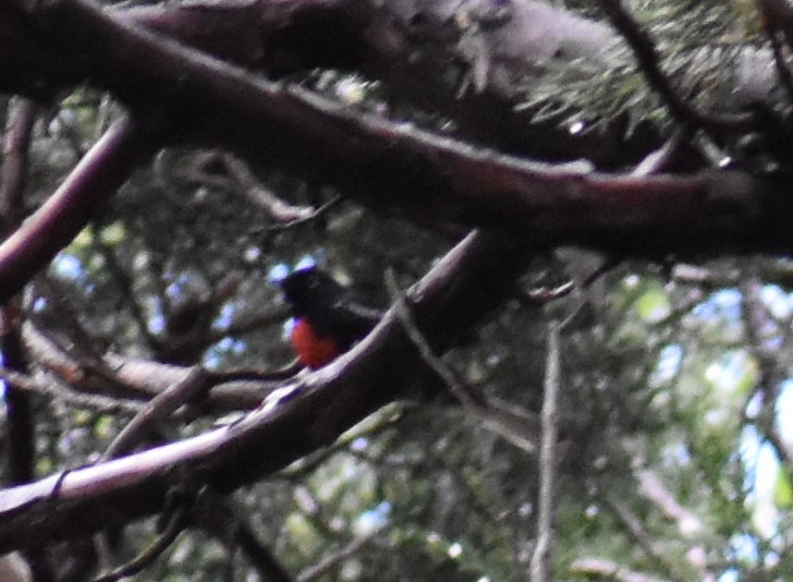 Painted Redstart - ML113376521