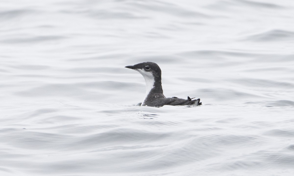 Scripps's Murrelet - ML113376601