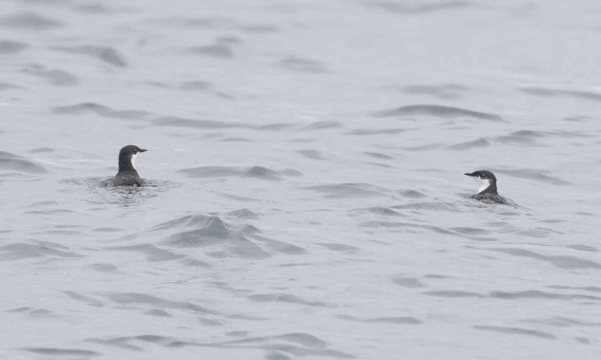 Scripps's Murrelet - Brian Sullivan