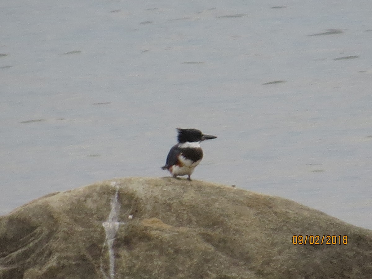 Belted Kingfisher - ML113377111