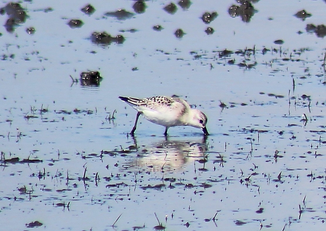 Sanderling - ML113379091