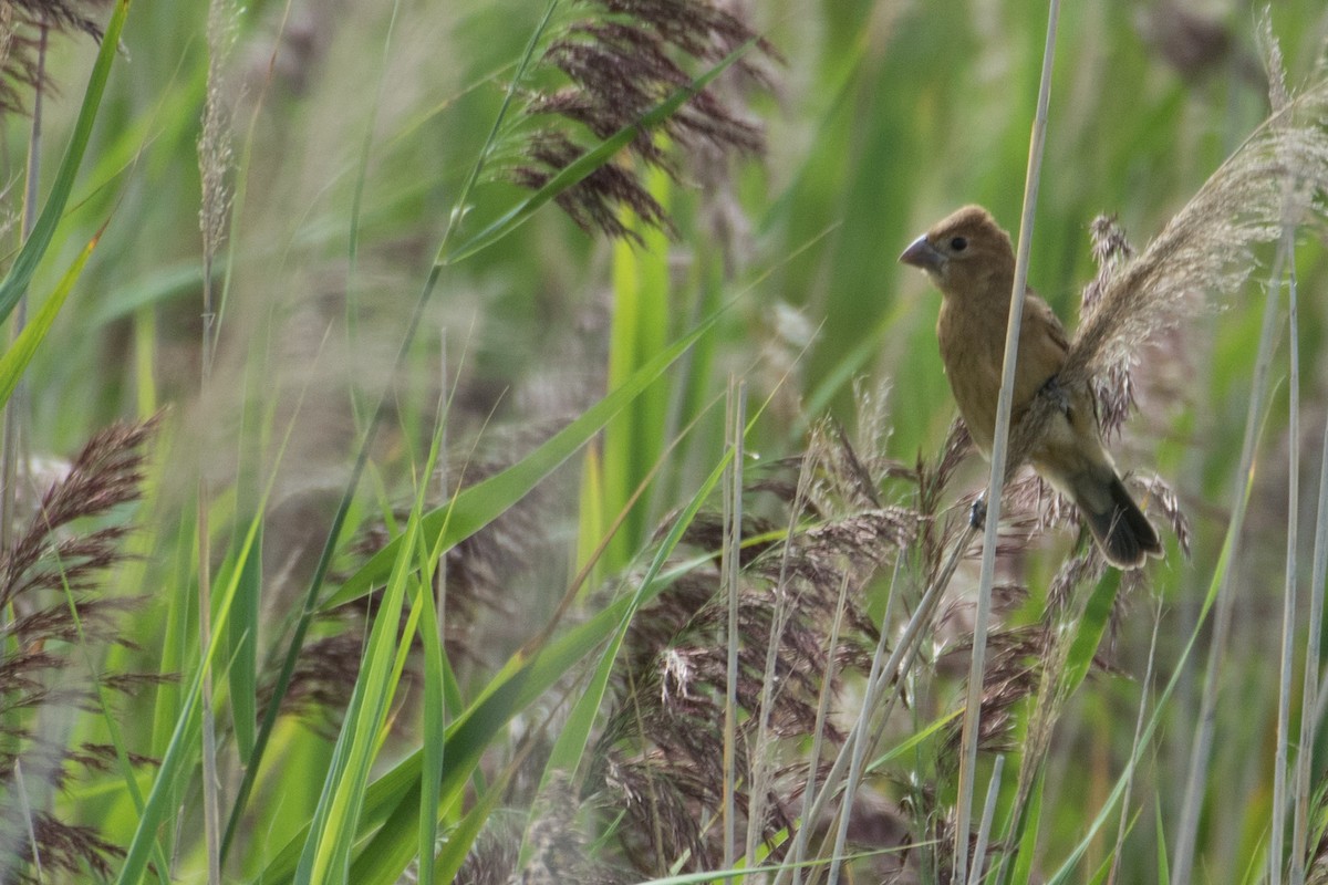 Blue Grosbeak - ML113381261