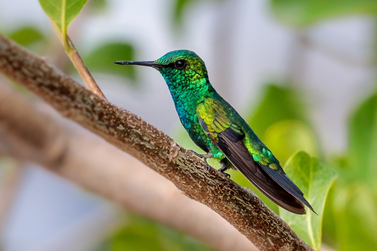 Blue-tailed Emerald - Gerard Cachon