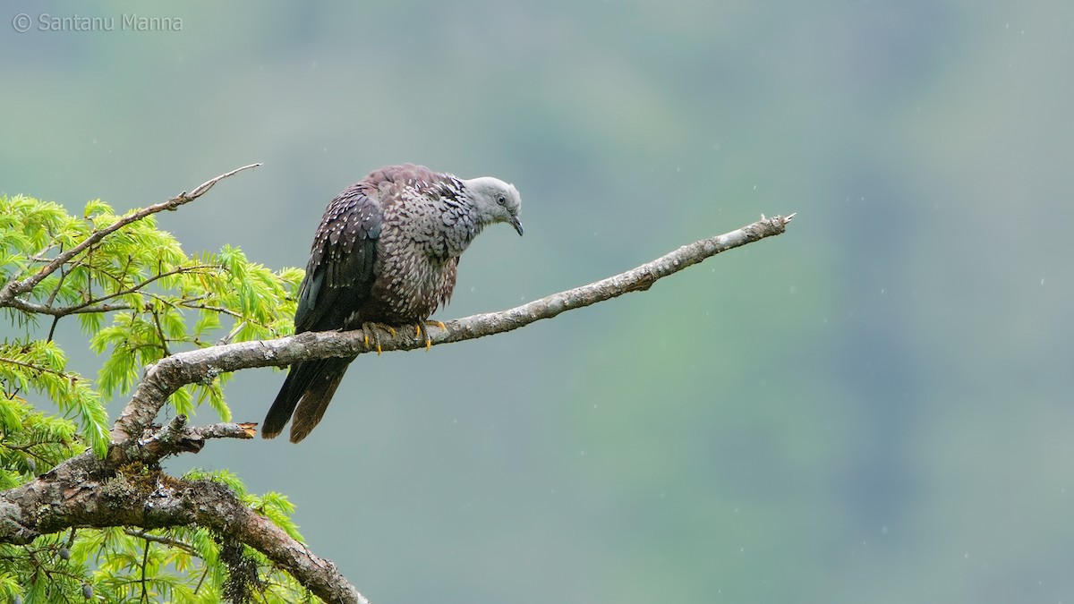 Speckled Wood-Pigeon - ML113383641