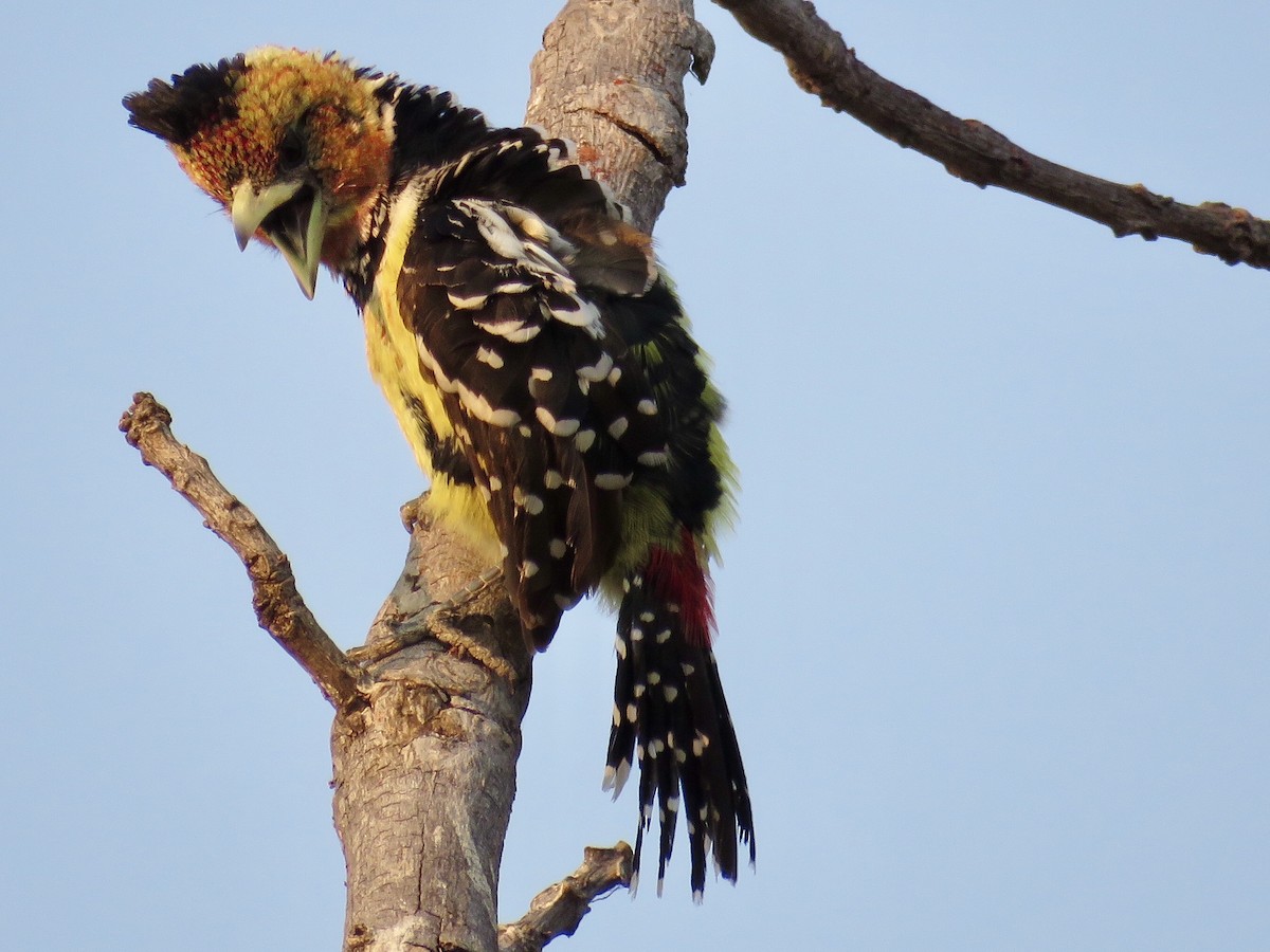 Crested Barbet - ML113386121