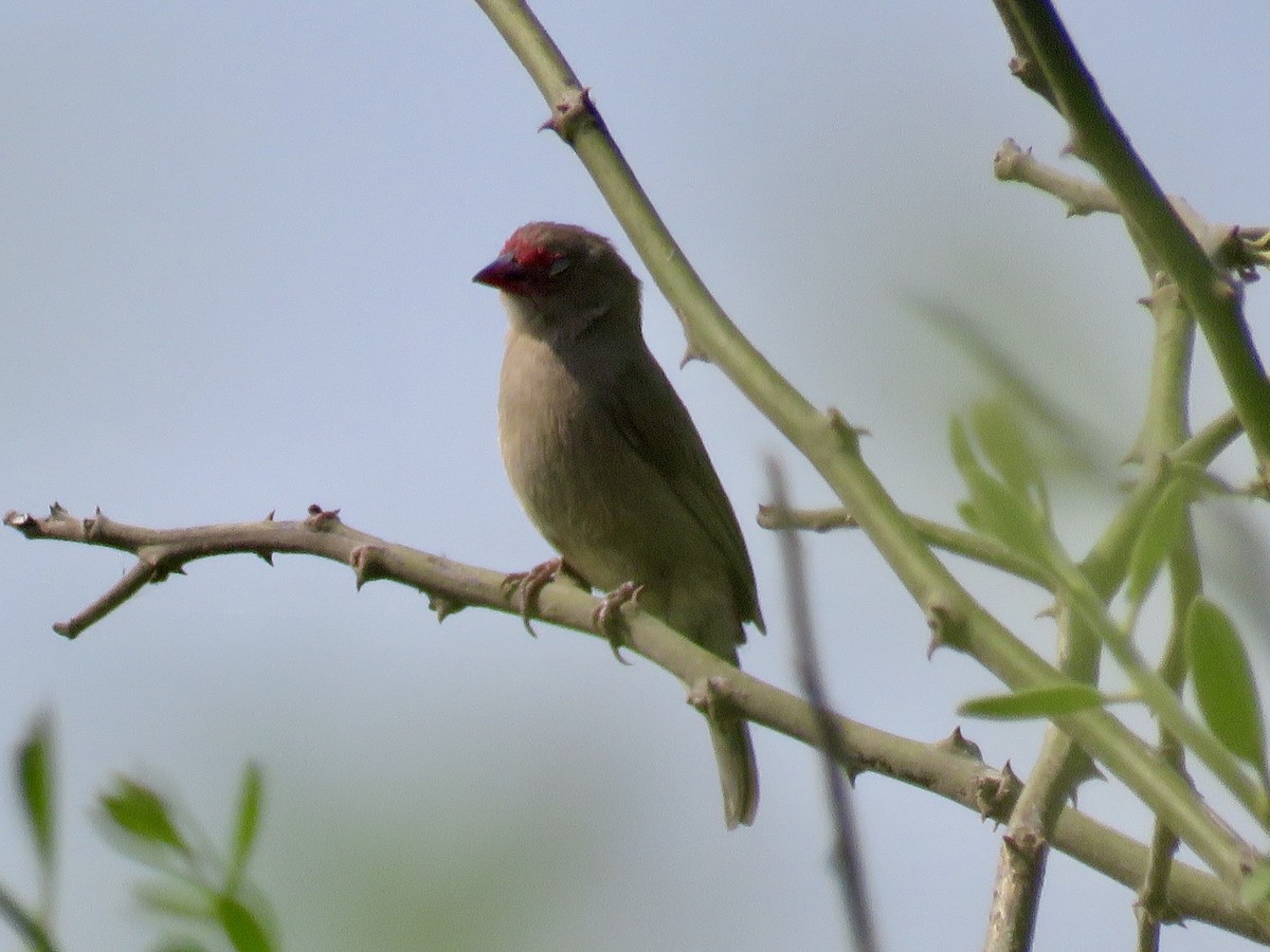 Brown Firefinch - GARY DOUGLAS