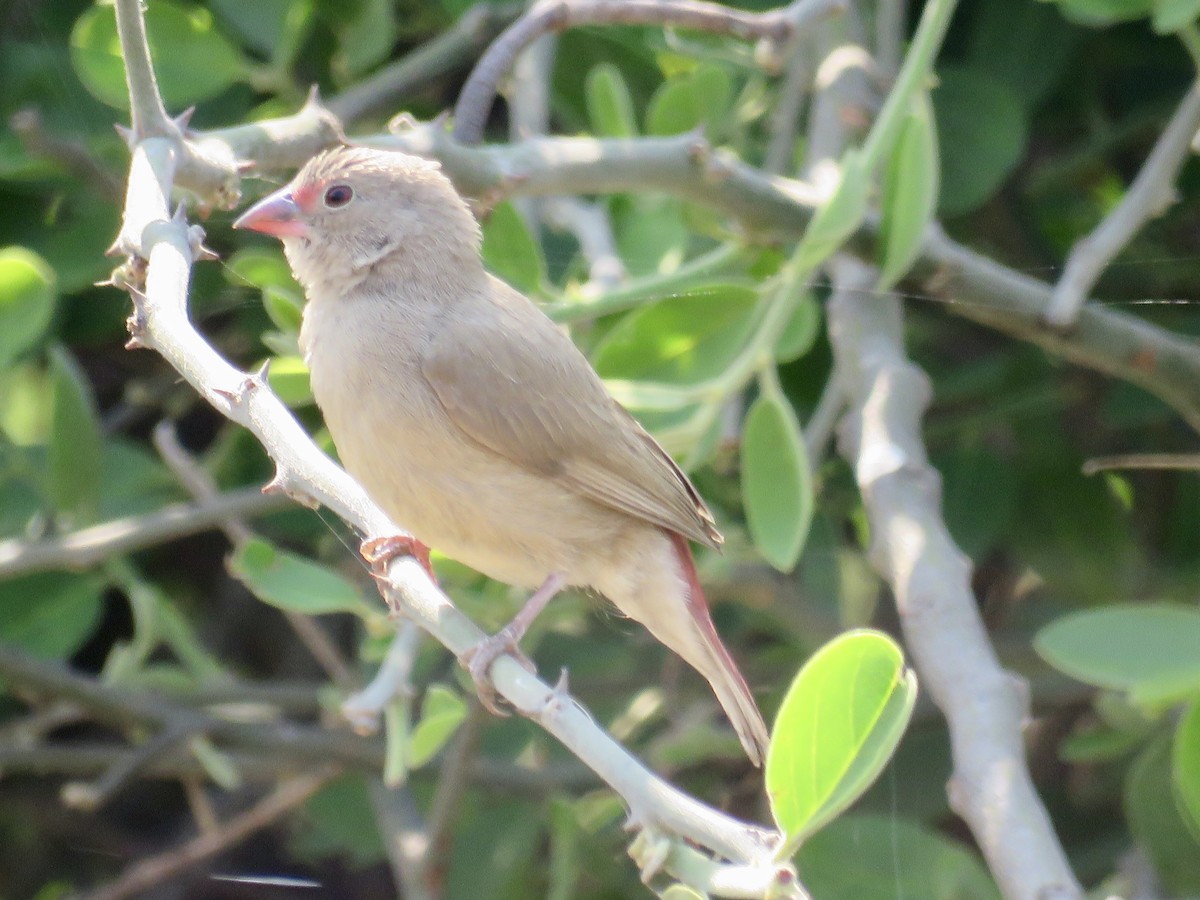 Brown Firefinch - GARY DOUGLAS