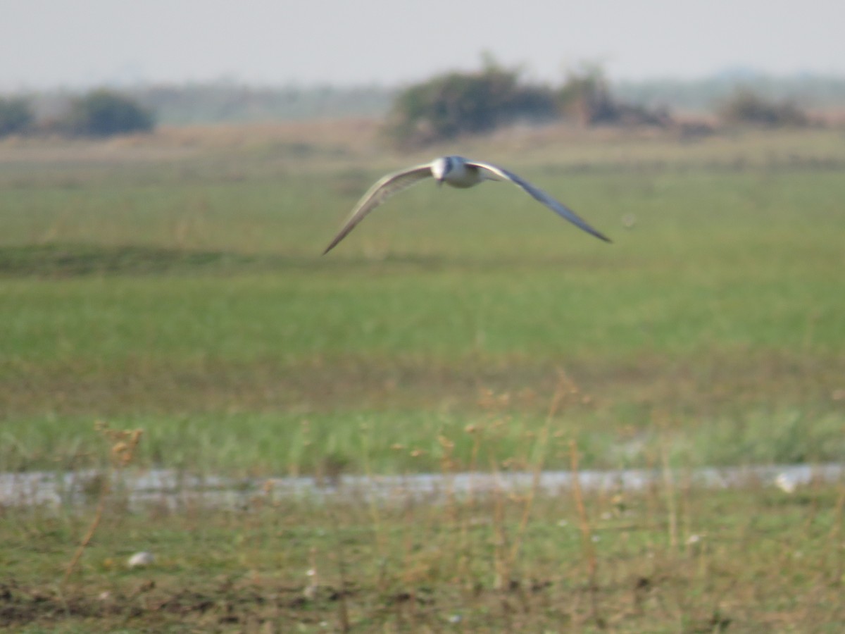 Whiskered Tern - ML113388301