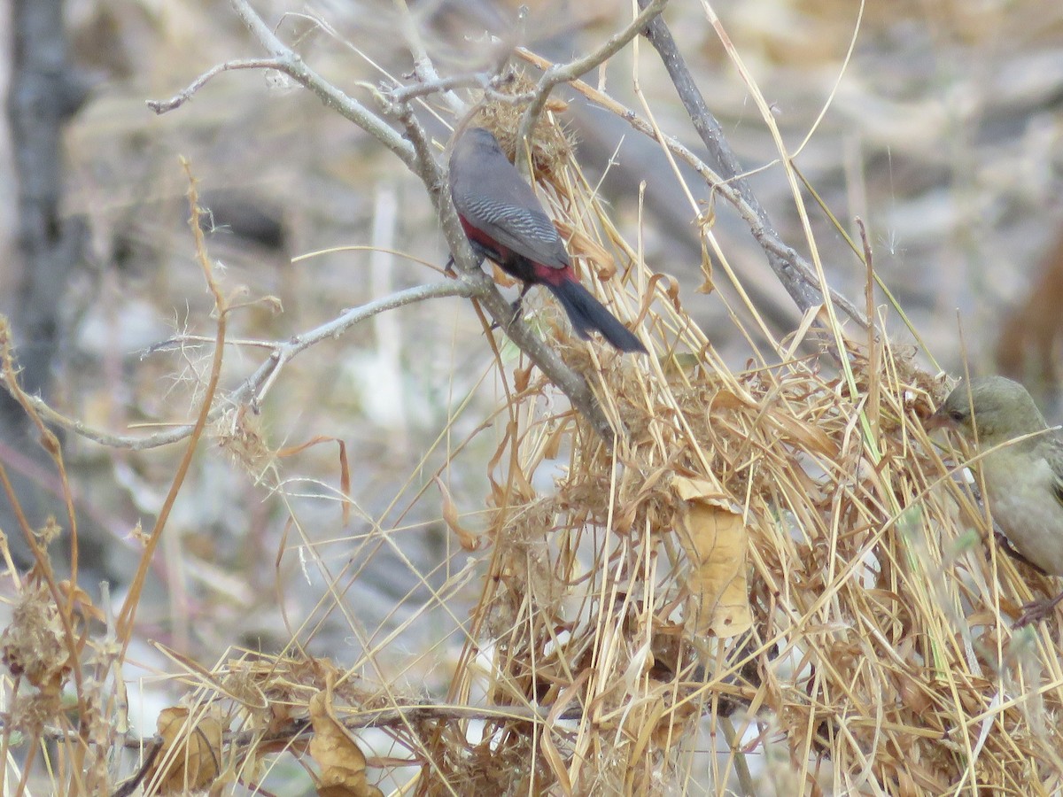 Black-faced Waxbill - ML113388361