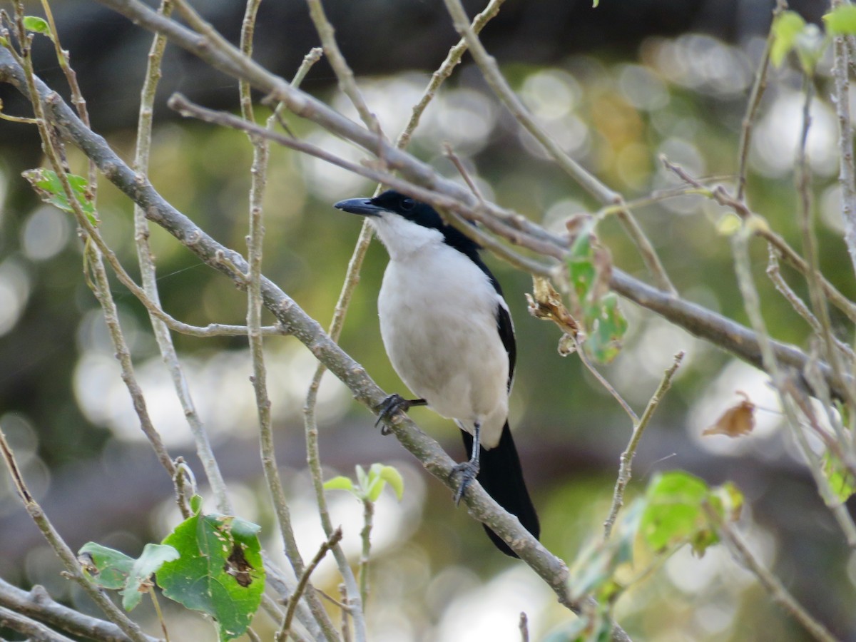 Bubú Bicolor - ML113388541