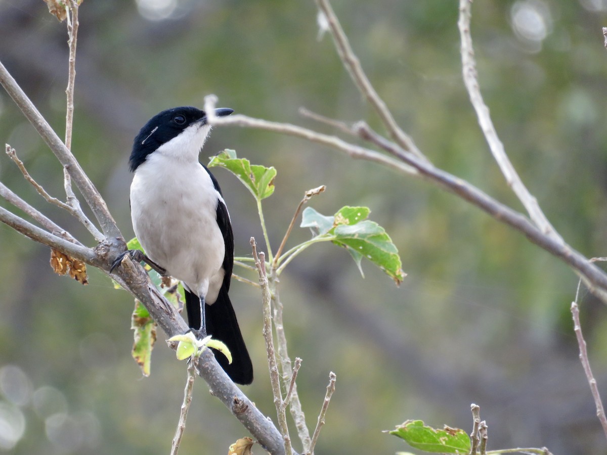 Bubú Bicolor - ML113388551