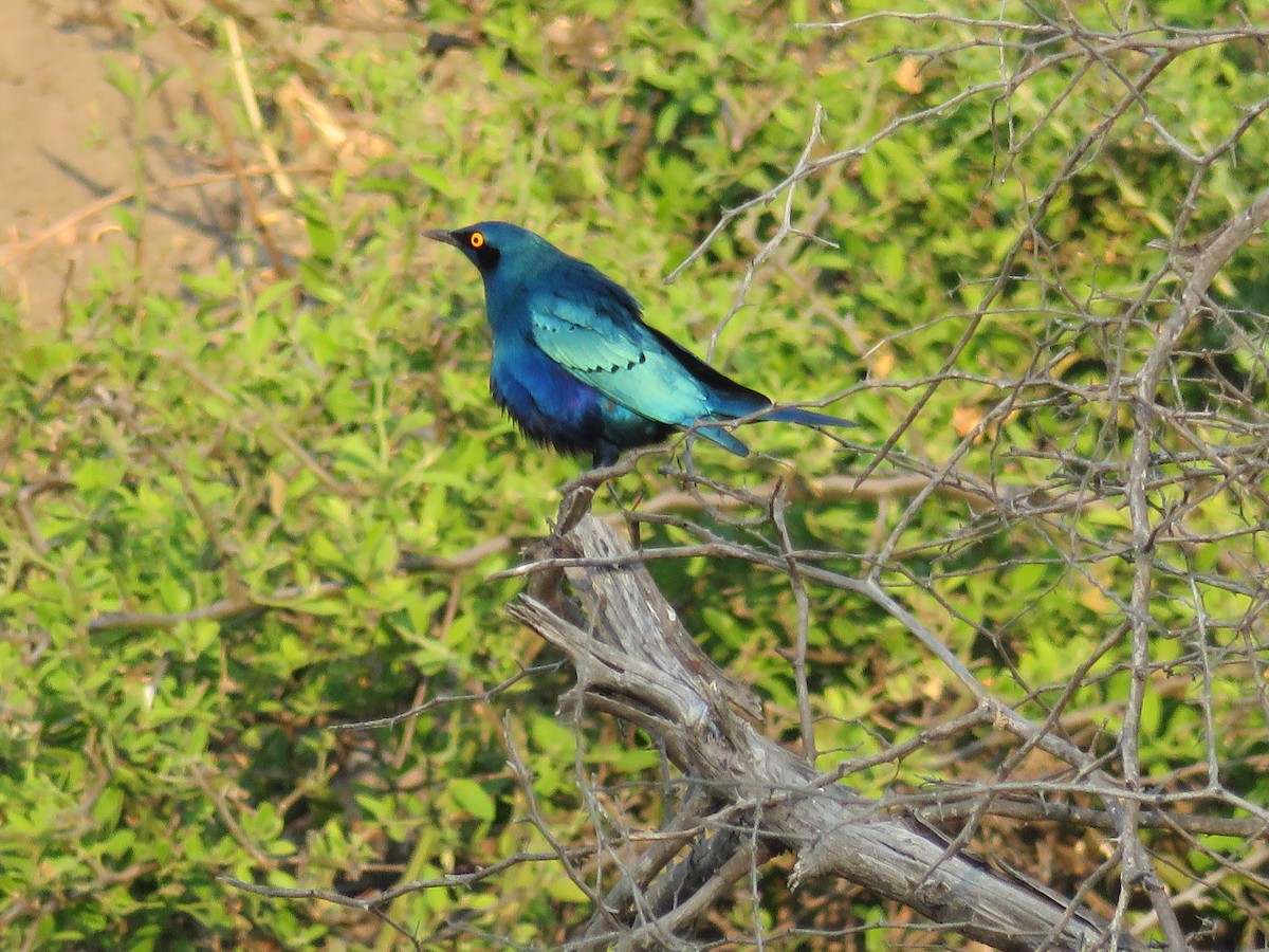 Greater Blue-eared Starling - ML113388661