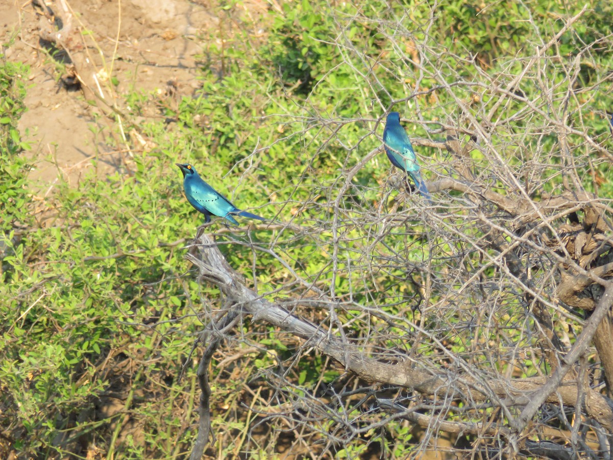 Greater Blue-eared Starling - ML113388671