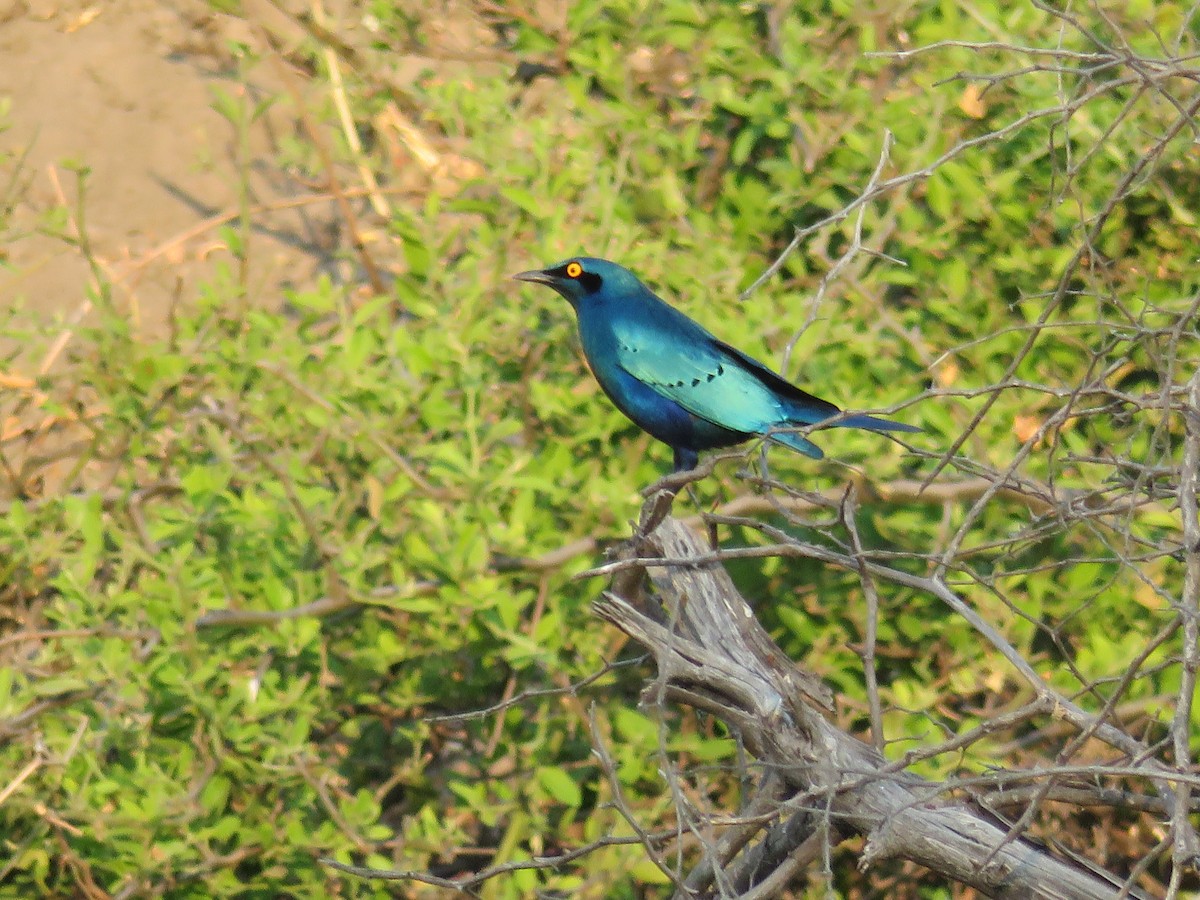 Greater Blue-eared Starling - ML113388681