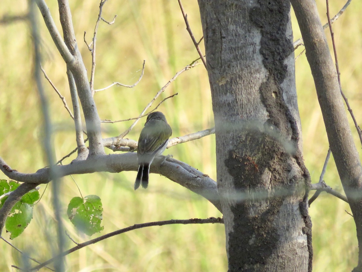 Lesser Honeyguide (Lesser) - ML113388721