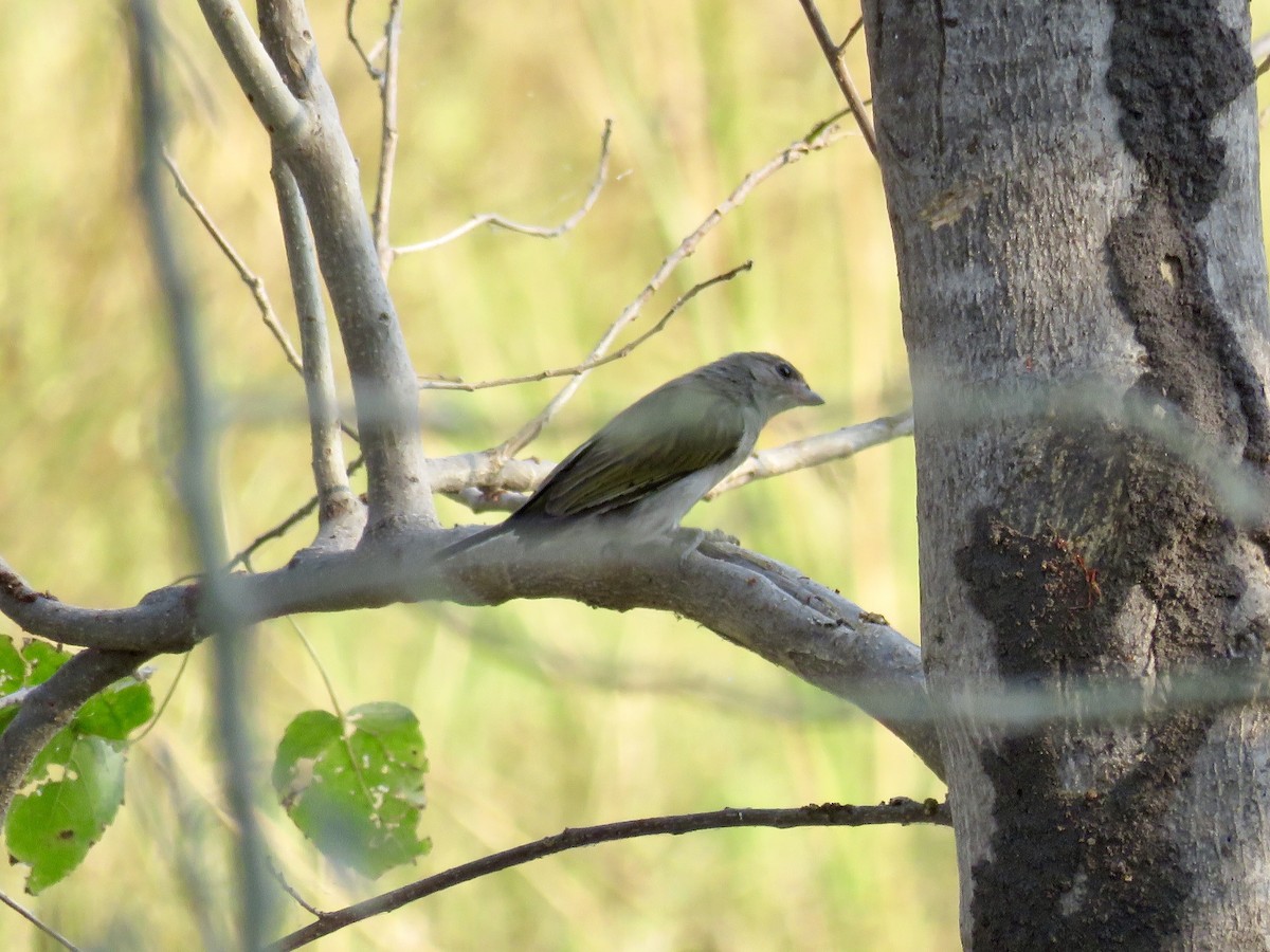 Lesser Honeyguide (Lesser) - ML113388851