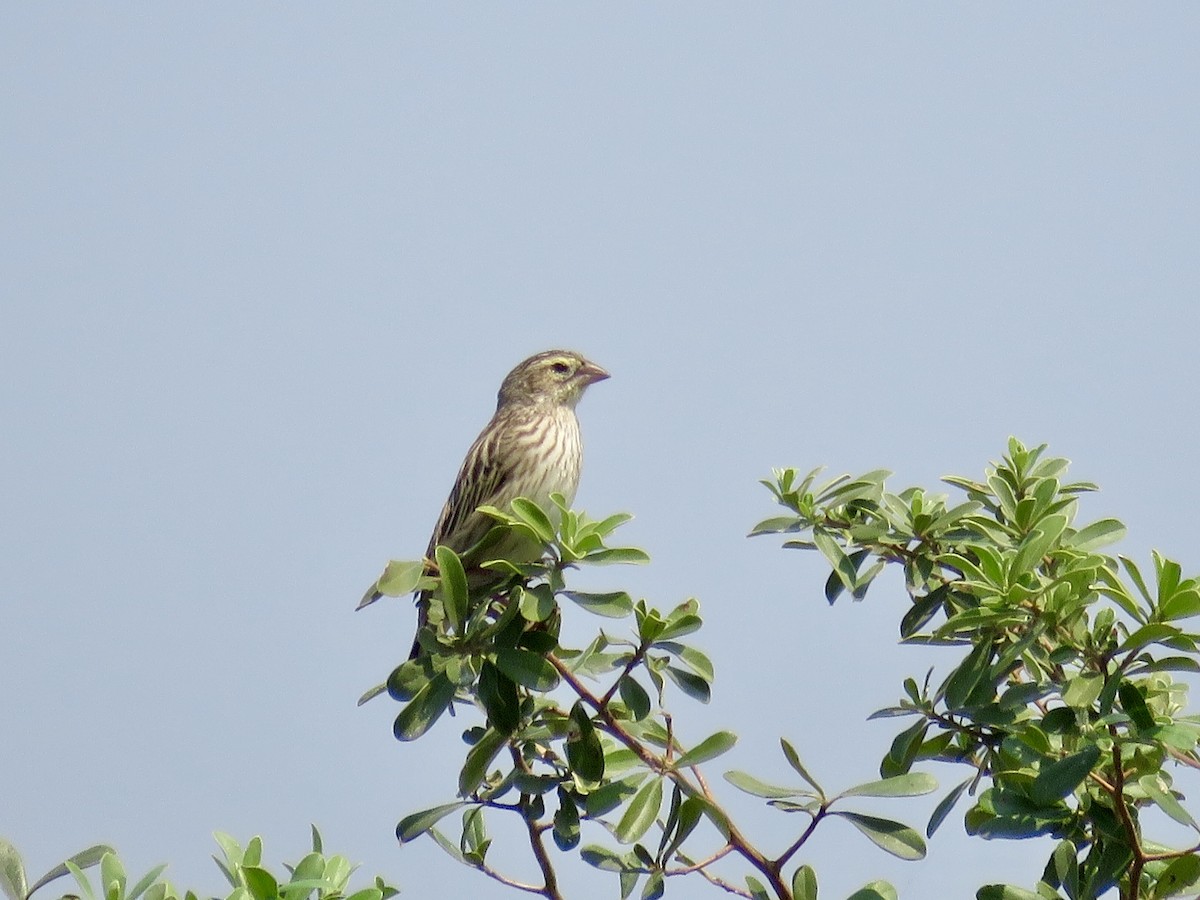 Fan-tailed Widowbird - ML113389761