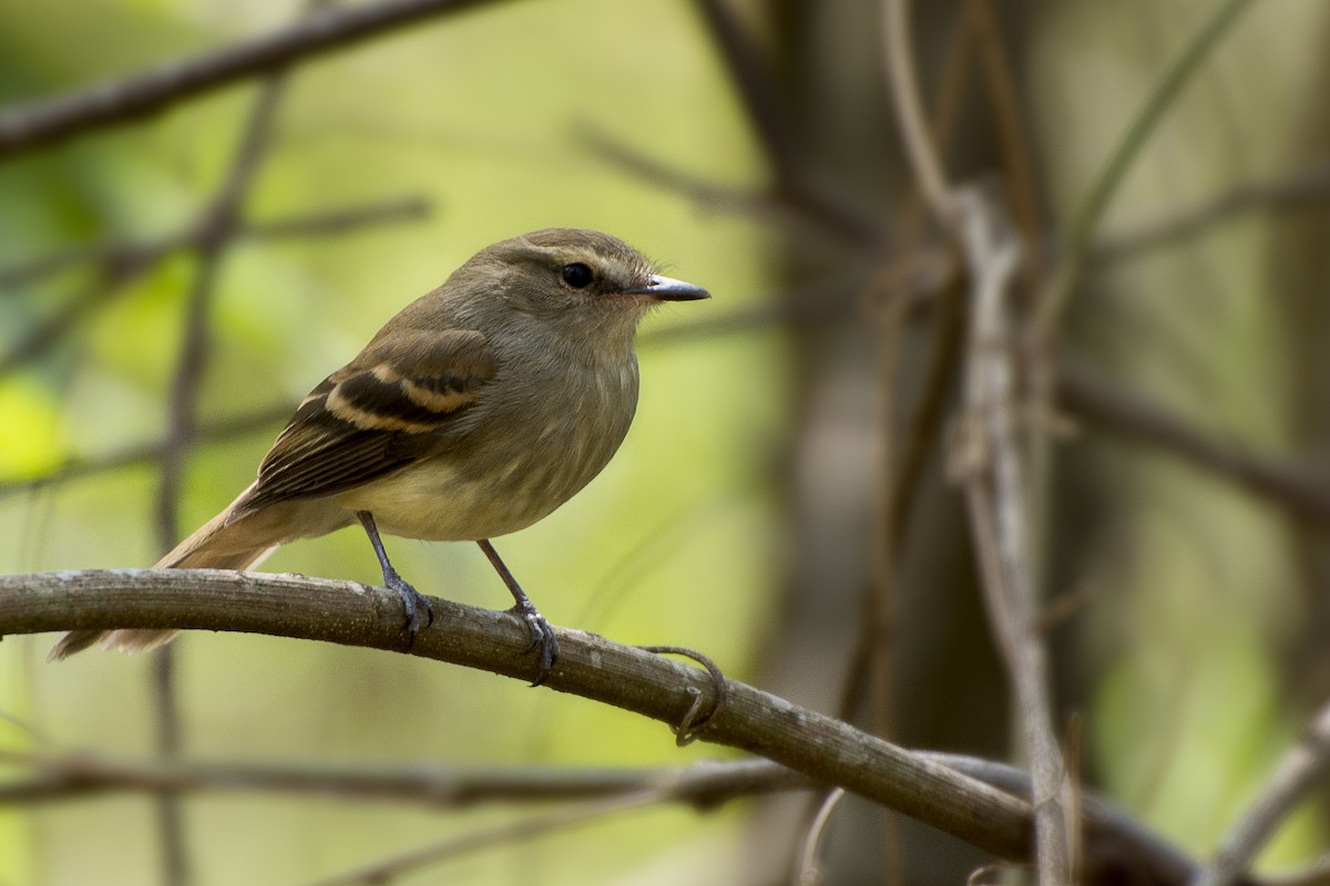 Fuscous Flycatcher - João Salvador