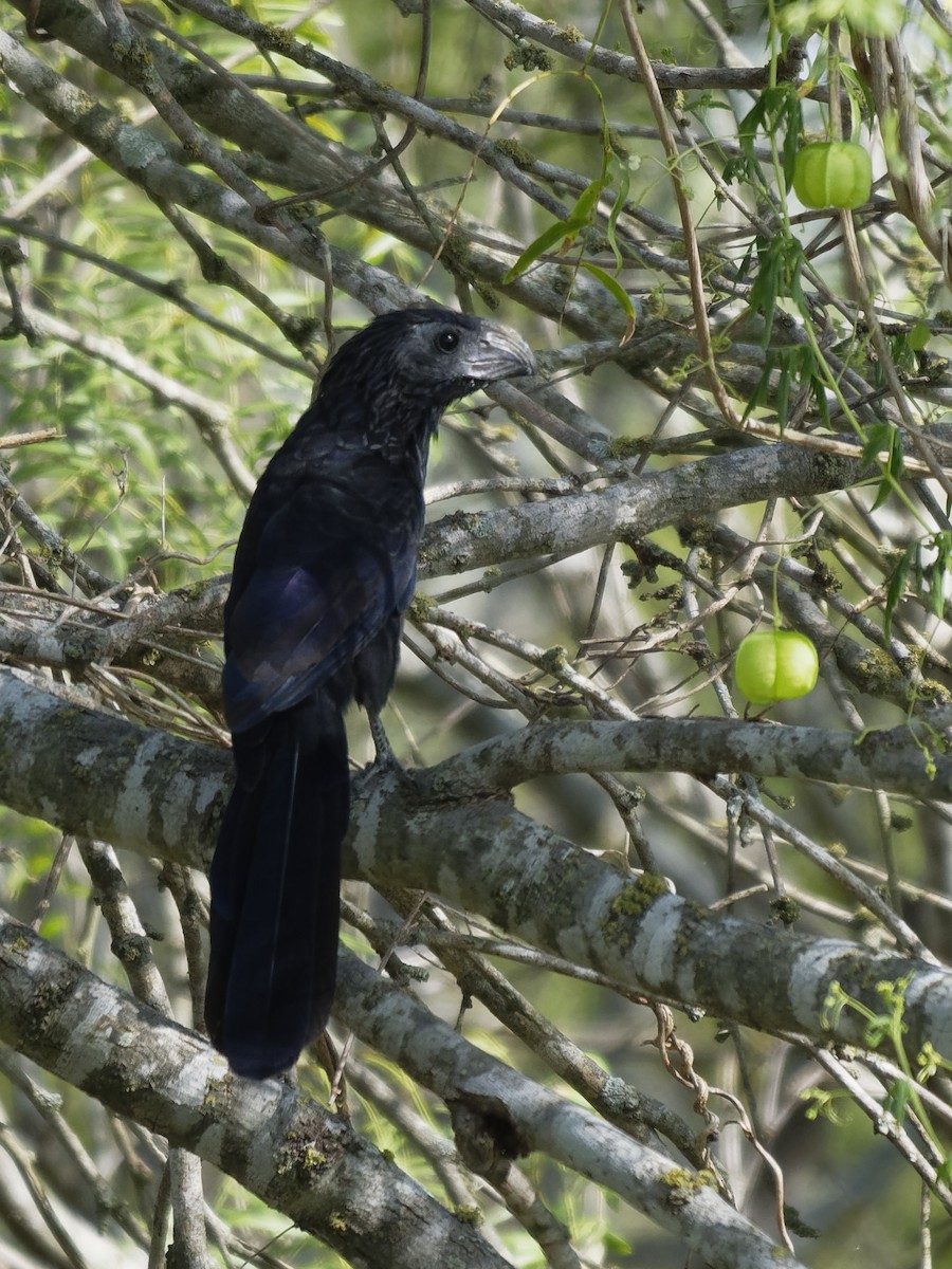 Groove-billed Ani - ML113393311