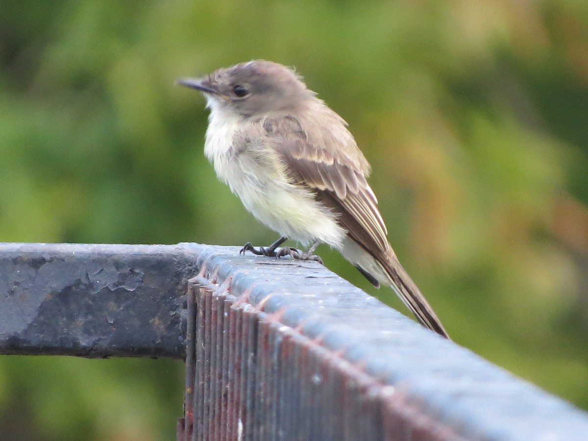 Eastern Phoebe - ML113394991