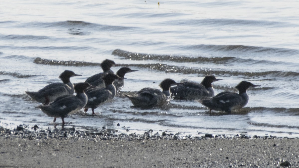 Common Merganser - ML113395411