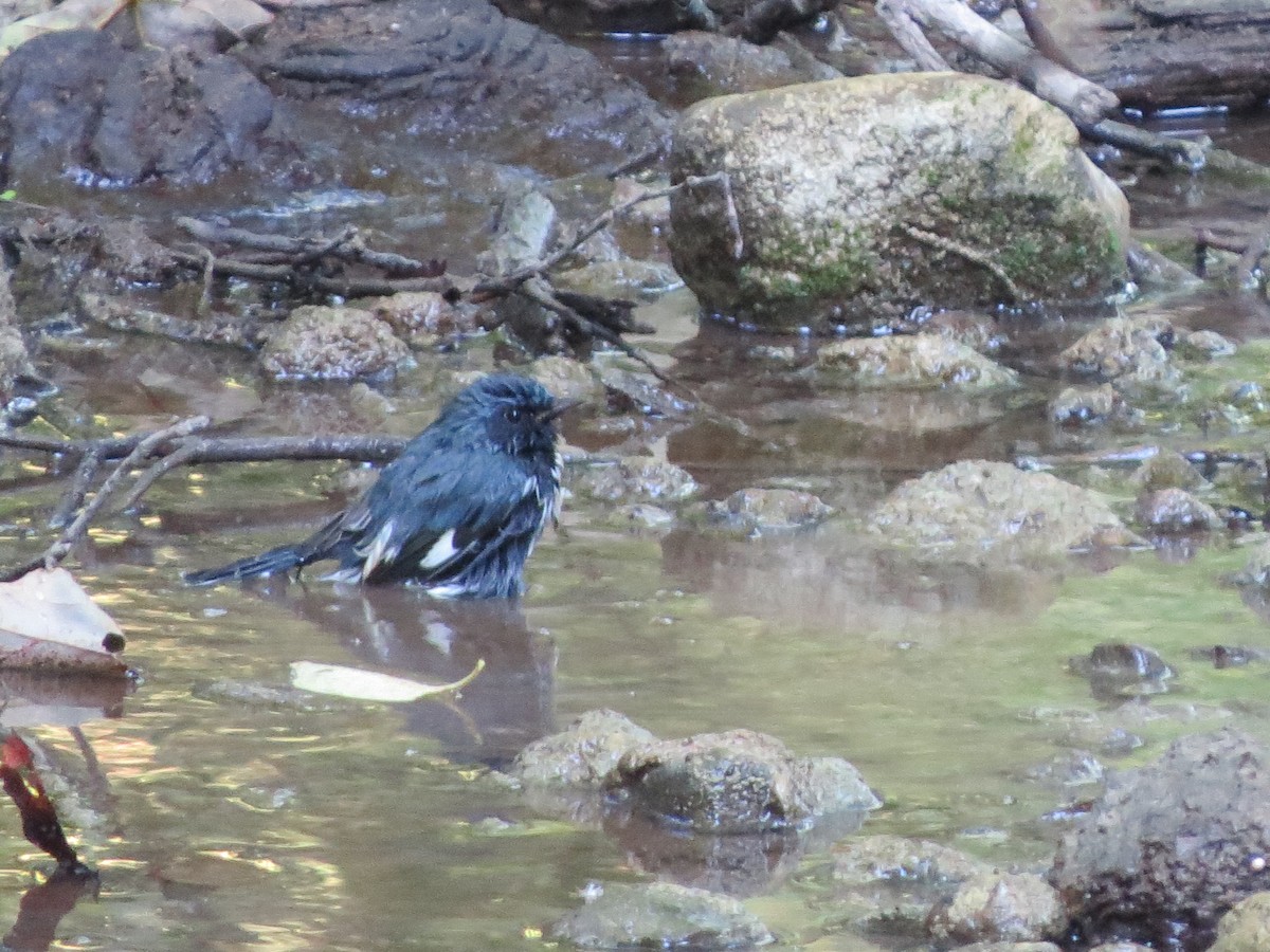 Black-throated Blue Warbler - ML113395751