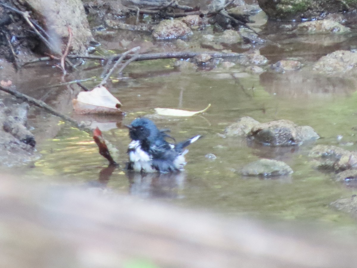 Black-throated Blue Warbler - ML113395771