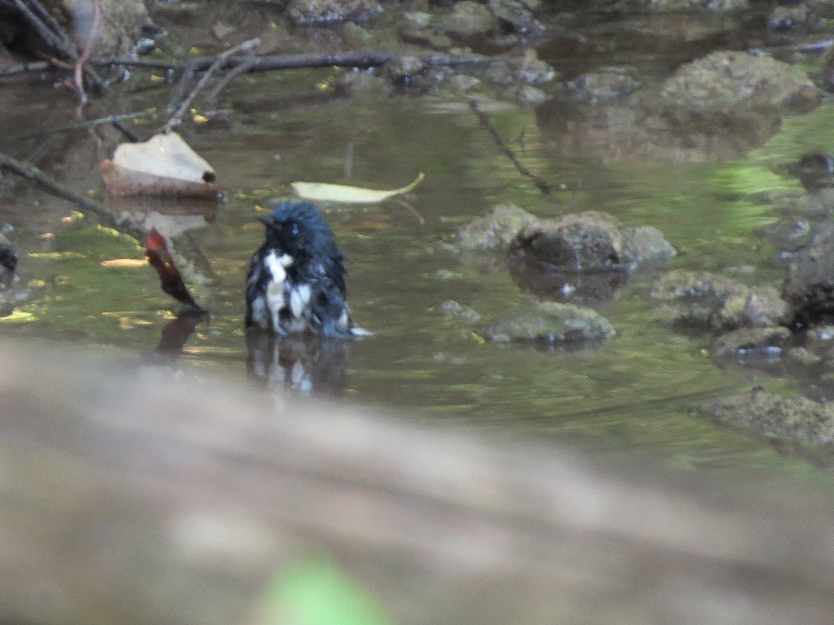 Black-throated Blue Warbler - ML113396051