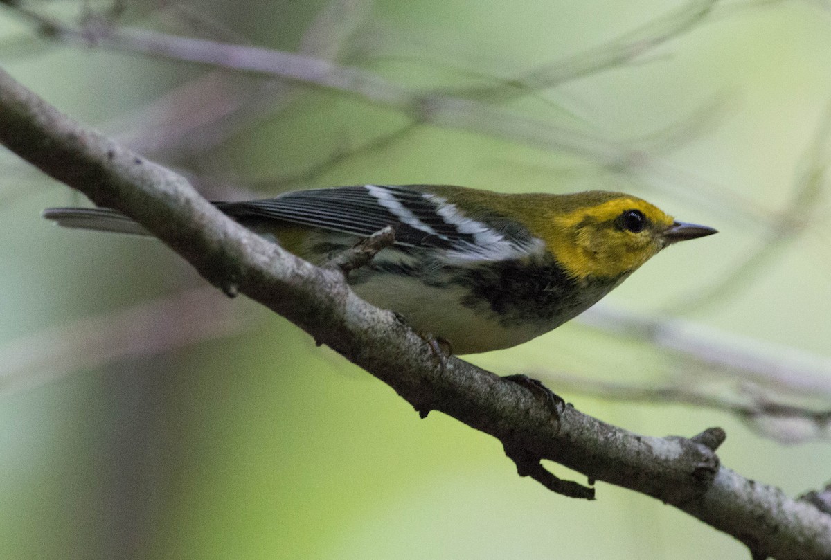 Black-throated Green Warbler - ML113396371