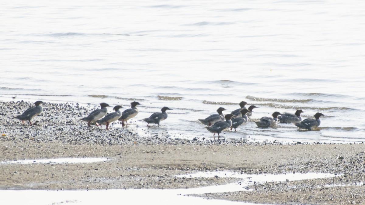 Common Merganser - ML113396451