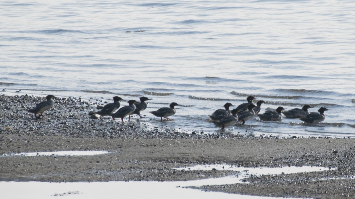 Common Merganser - ML113396541