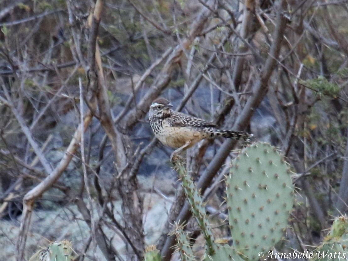 Cactus Wren - ML113397651