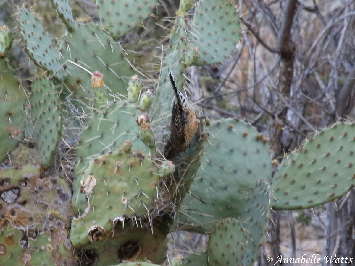 Troglodyte des cactus - ML113397721