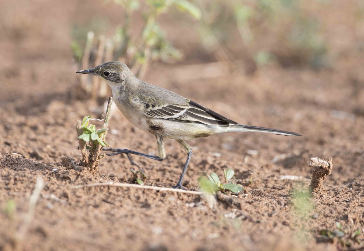 Western Yellow Wagtail - ML113400231