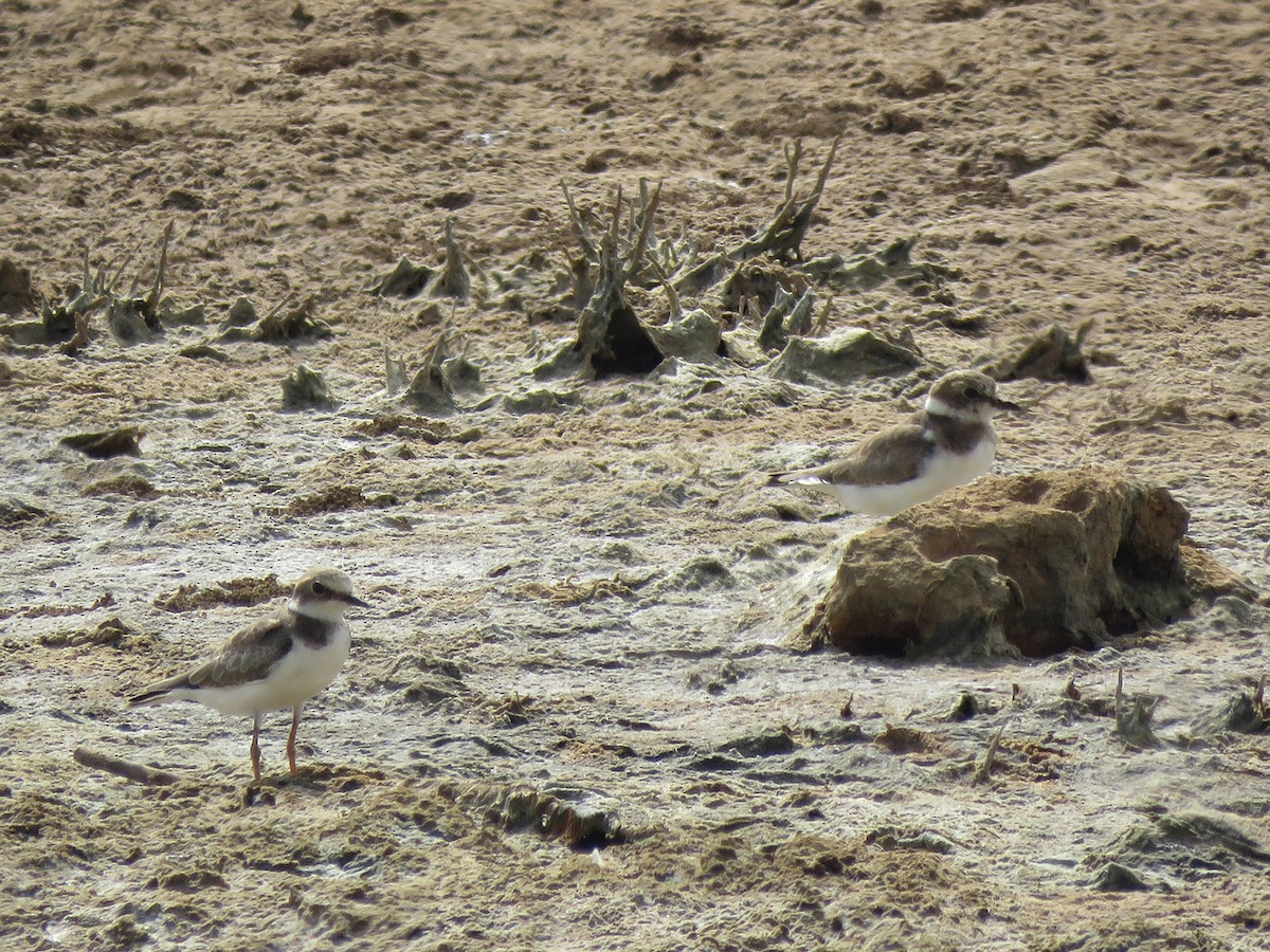 Little Ringed Plover - ML113400471