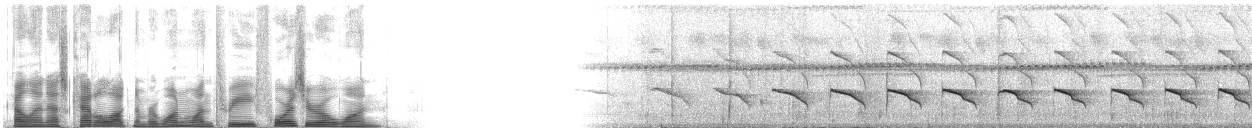 Çizgili Pufkuşu (striata) - ML113401