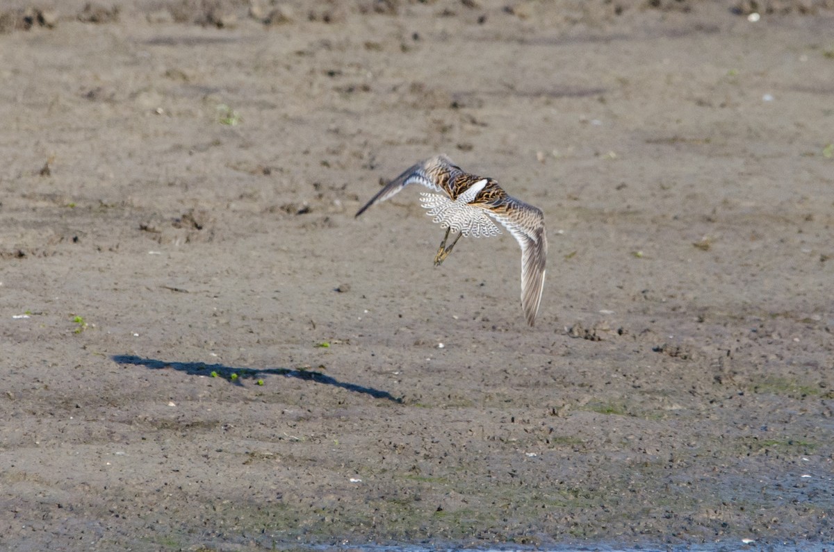 Short-billed Dowitcher - ML113401101