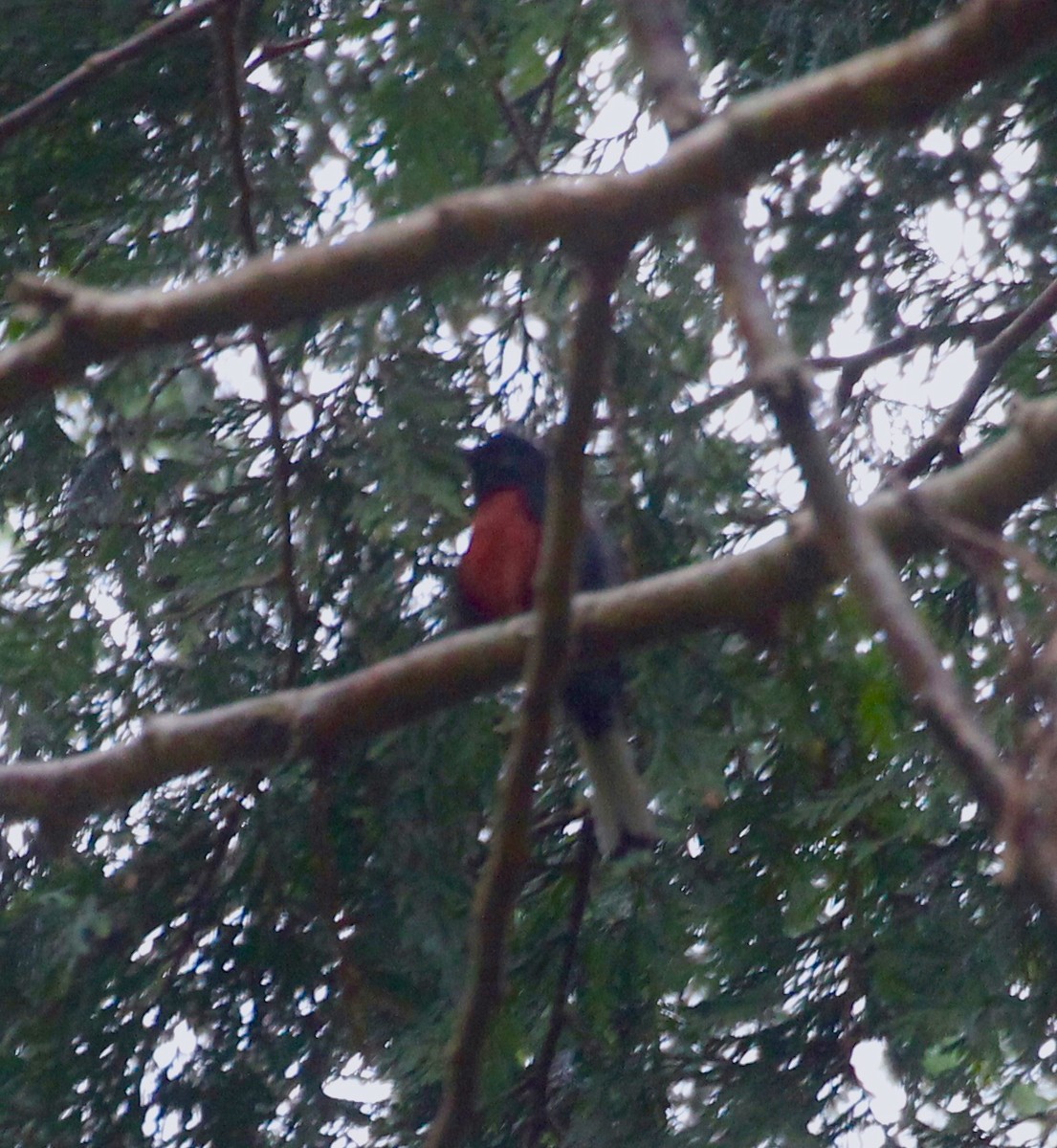 Painted Redstart - ML113401761