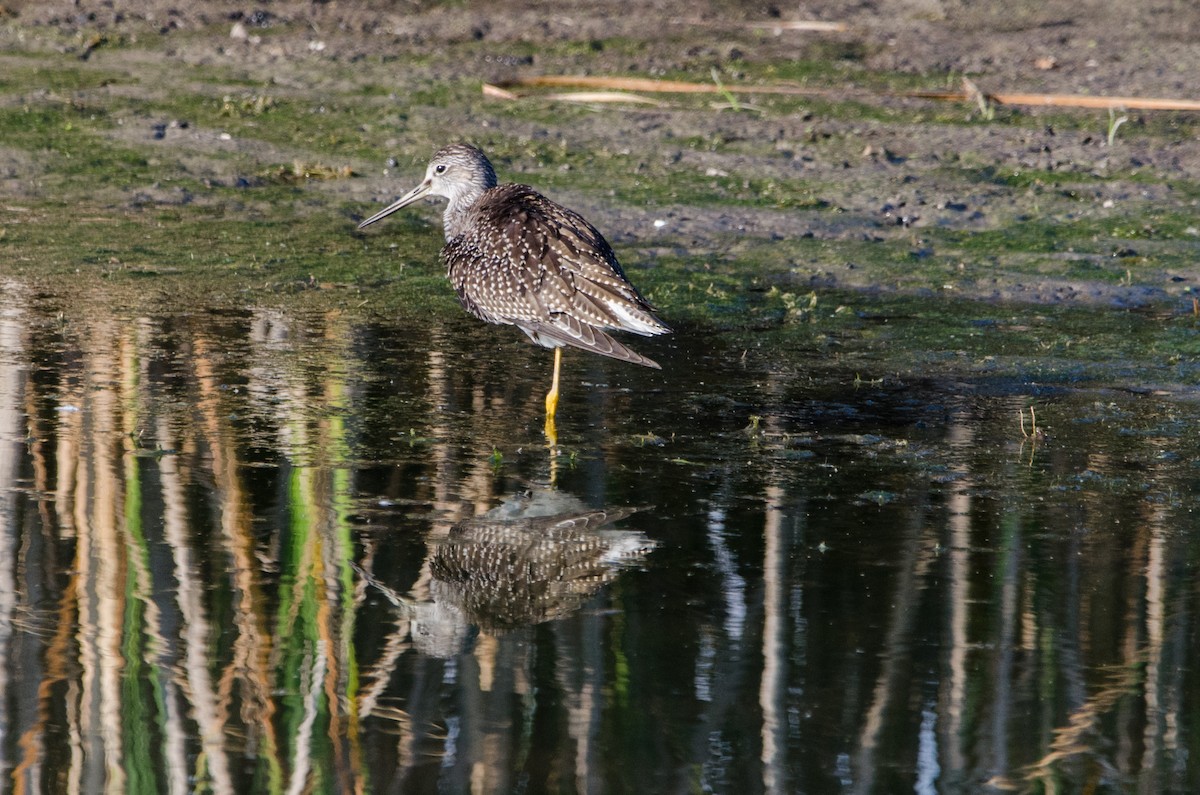 Greater Yellowlegs - ML113401791