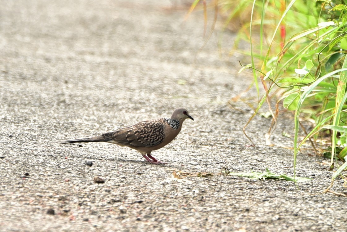 Spotted Dove - ML113402221