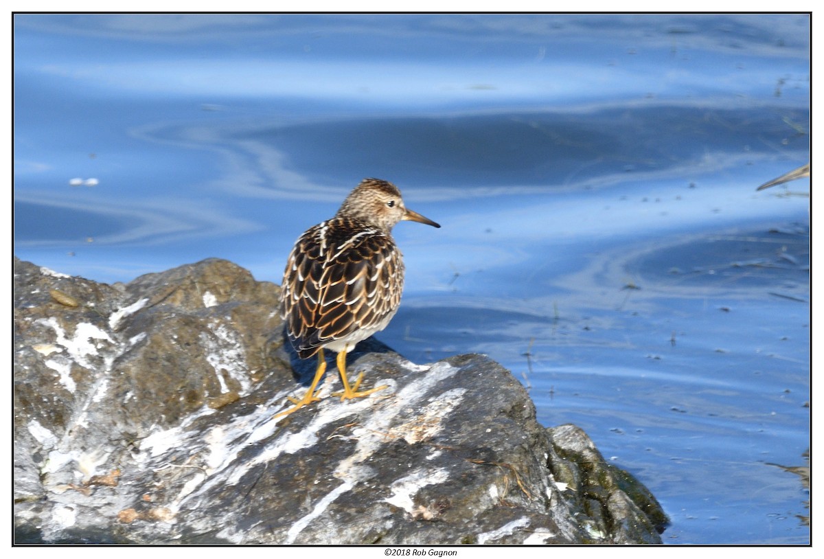 Pectoral Sandpiper - ML113402901