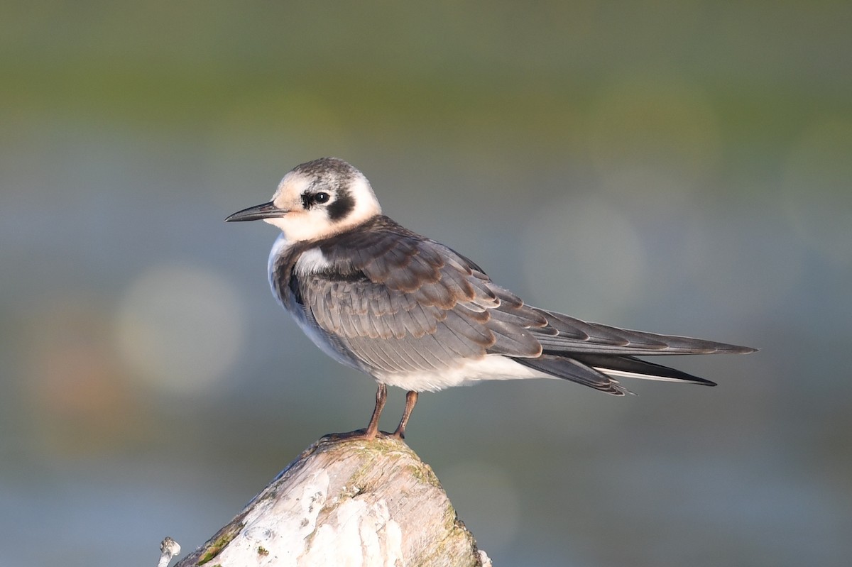 Black Tern - ML113405241